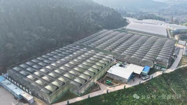 “十四五”安居答卷丨深耕沃野绘新卷振兴乡村谱华章(图4)