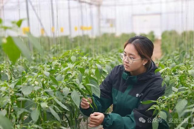 “十四五”安居答卷丨深耕沃野绘新卷振兴乡村谱华章(图3)