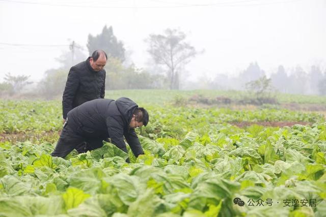 “十四五”安居答卷丨深耕沃野绘新卷振兴乡村谱华章(图10)