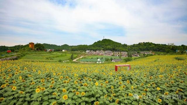 “十四五”安居答卷丨深耕沃野绘新卷振兴乡村谱华章(图19)