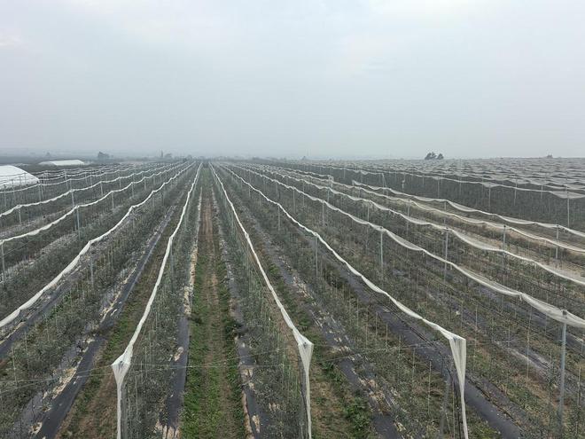 安博体育:果乡破局谋突围——山西省临猗县果业向高质量发展迈进(图2)