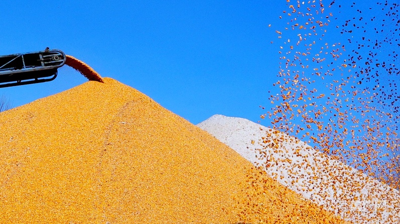 黑土生金黑龙江续写“二十二连丰”答卷(图1)