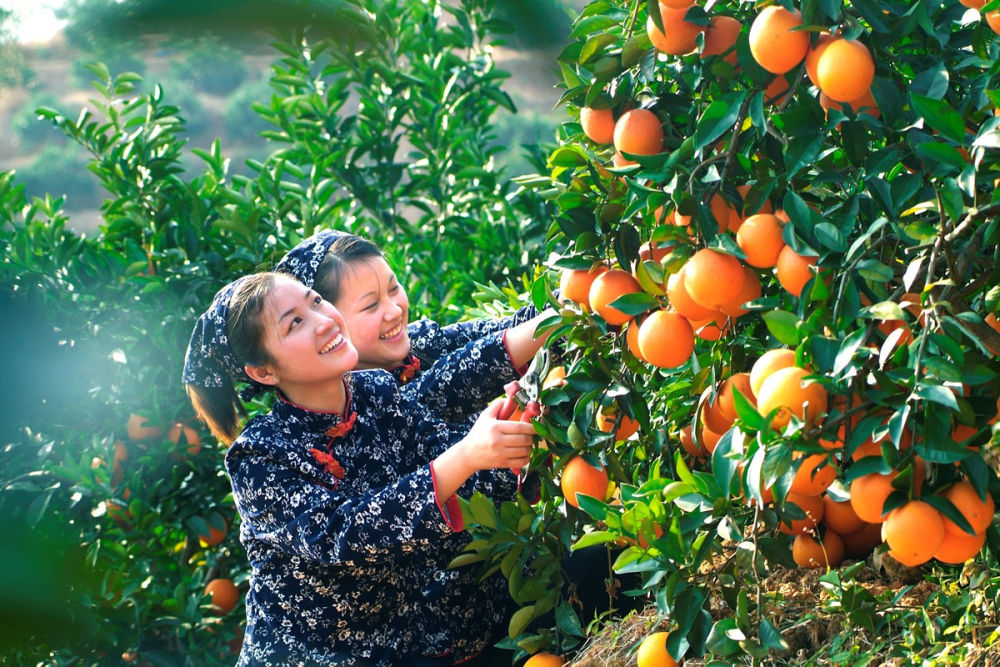 一颗橙“链”动一座城(图2)