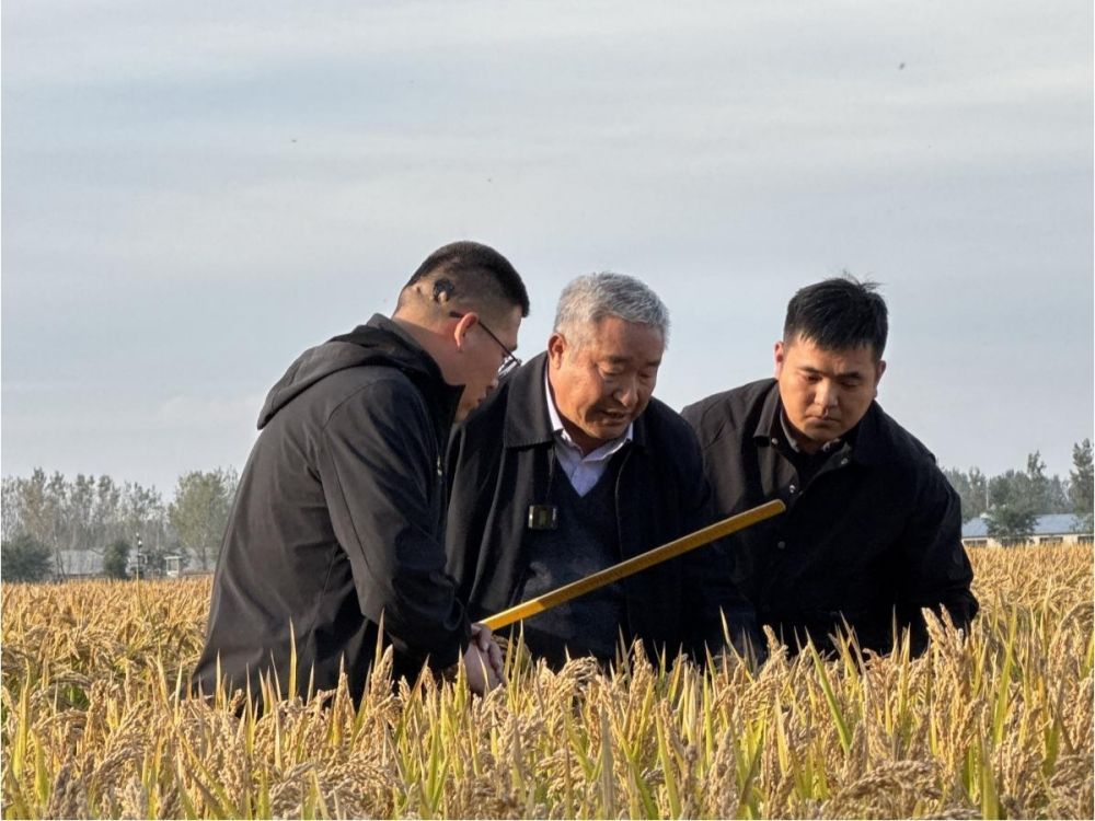 一碗米一头牛一座城：辽中农业的传承与创新(图1)