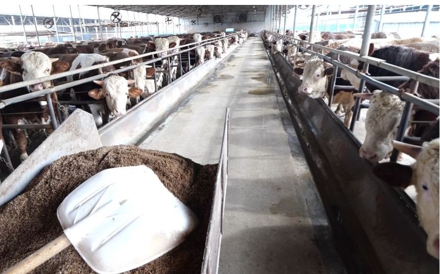 一碗米一头牛一座城：辽中农业的传承与创新(图2)