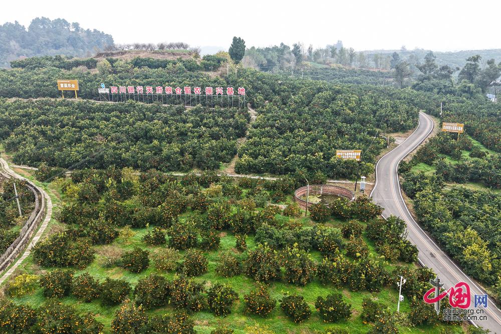 内江特色优势产业为“天府粮仓”添彩赋能(图2)