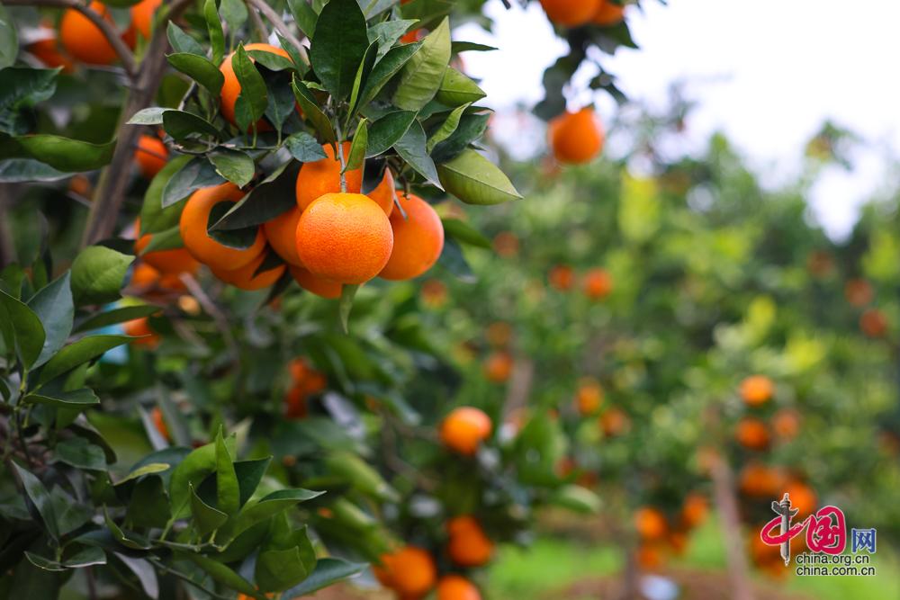 内江特色优势产业为“天府粮仓”添彩赋能(图3)