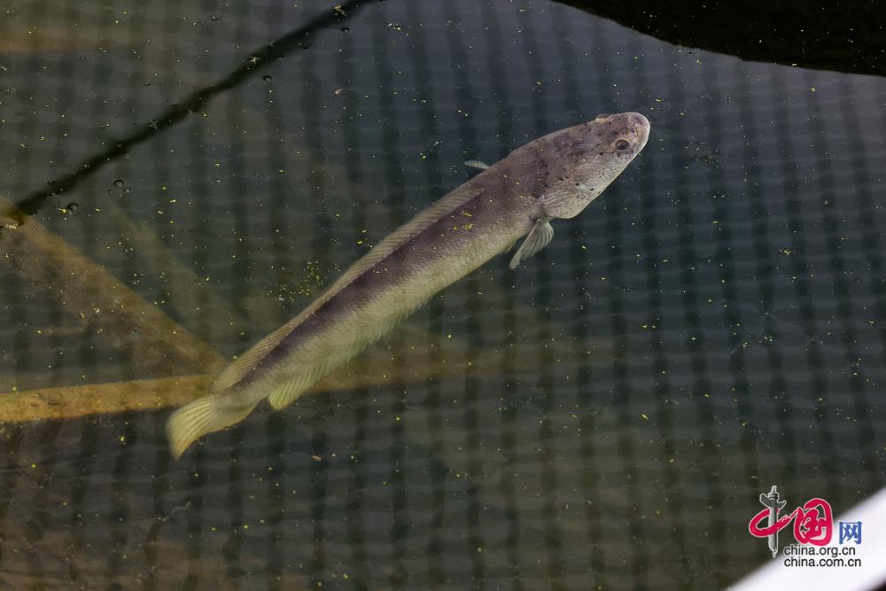 内江特色优势产业为“天府粮仓”添彩赋能(图4)