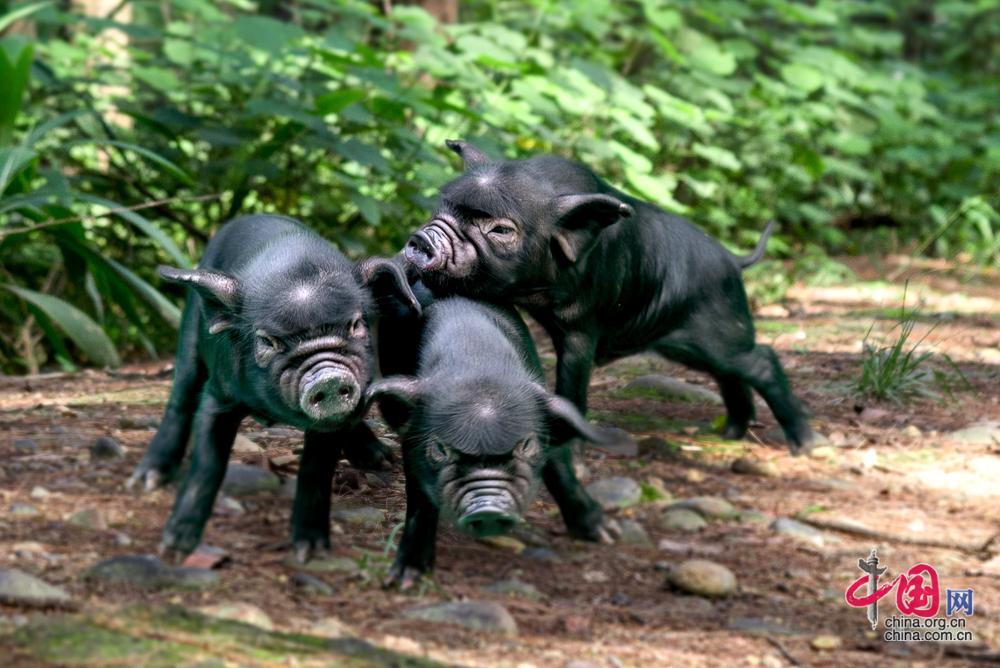 内江特色优势产业为“天府粮仓”添彩赋能(图6)