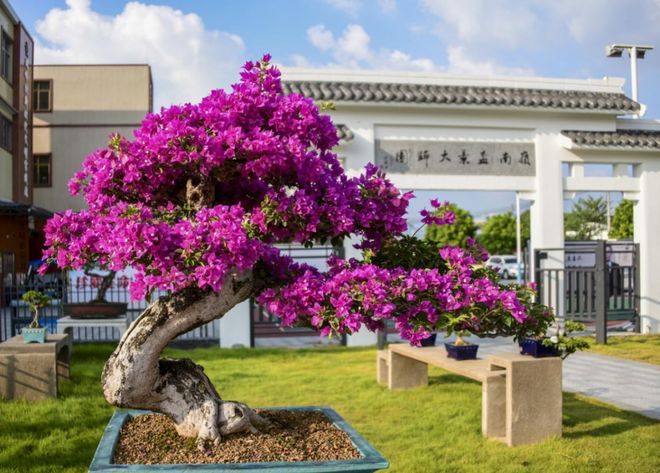 央视聚焦！解码花都“繁花”背后的振兴图景(图2)