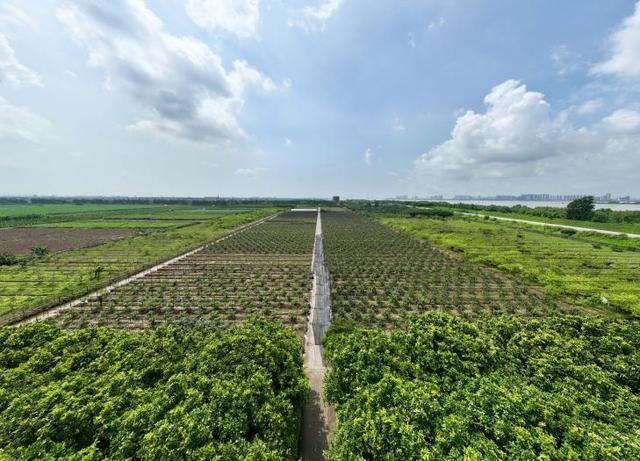 带你吃透这颗来自广州市南沙区万顷沙镇的“岭南绿宝石”(图2)