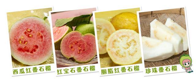 带你吃透这颗来自广州市南沙区万顷沙镇的“岭南绿宝石”(图3)