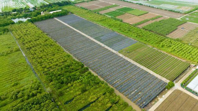 带你吃透这颗来自广州市南沙区万顷沙镇的“岭南绿宝石”(图5)