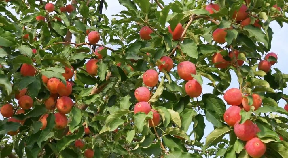 安博体育平台：科技赋能乌苏农业提质增效(图8)