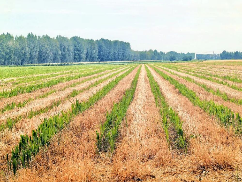 安博体育平台：科技赋能乌苏农业提质增效(图6)