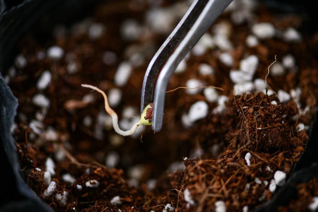 厚植高原沃土激活产业动能——云南推进高原特色农业强省新篇_新华网(图3)