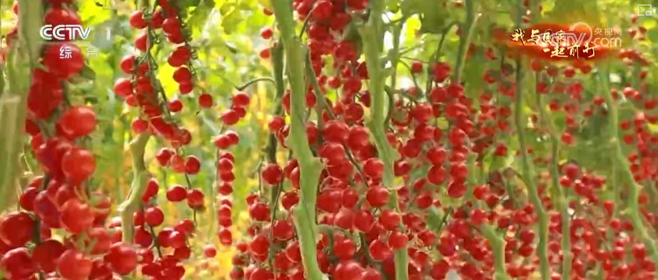 安博体育网站：“新农人”玩转智慧农业“小”菜园闯出“大”市场我与国家一起前行(图2)