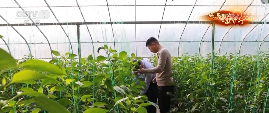 安博体育网站：“新农人”玩转智慧农业“小”菜园闯出“大”市场我与国家一起前行(图8)