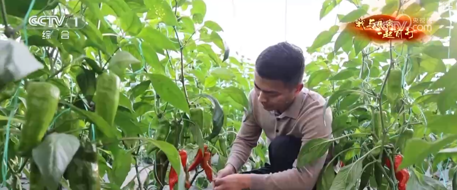 安博体育网站：“新农人”玩转智慧农业“小”菜园闯出“大”市场我与国家一起前行(图9)