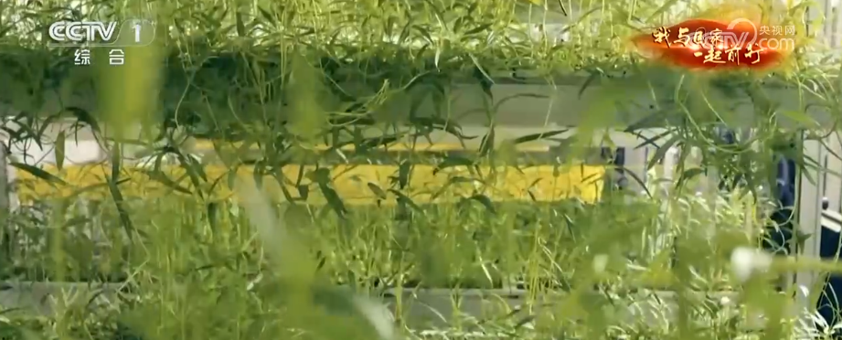 安博体育网站：“新农人”玩转智慧农业“小”菜园闯出“大”市场我与国家一起前行(图18)