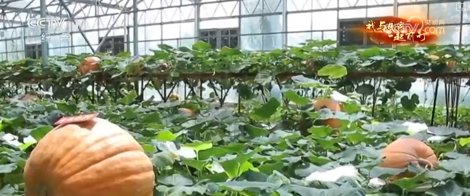 安博体育网站：“新农人”玩转智慧农业“小”菜园闯出“大”市场我与国家一起前行(图20)