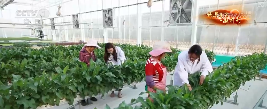 安博体育网站：“新农人”玩转智慧农业“小”菜园闯出“大”市场我与国家一起前行(图22)