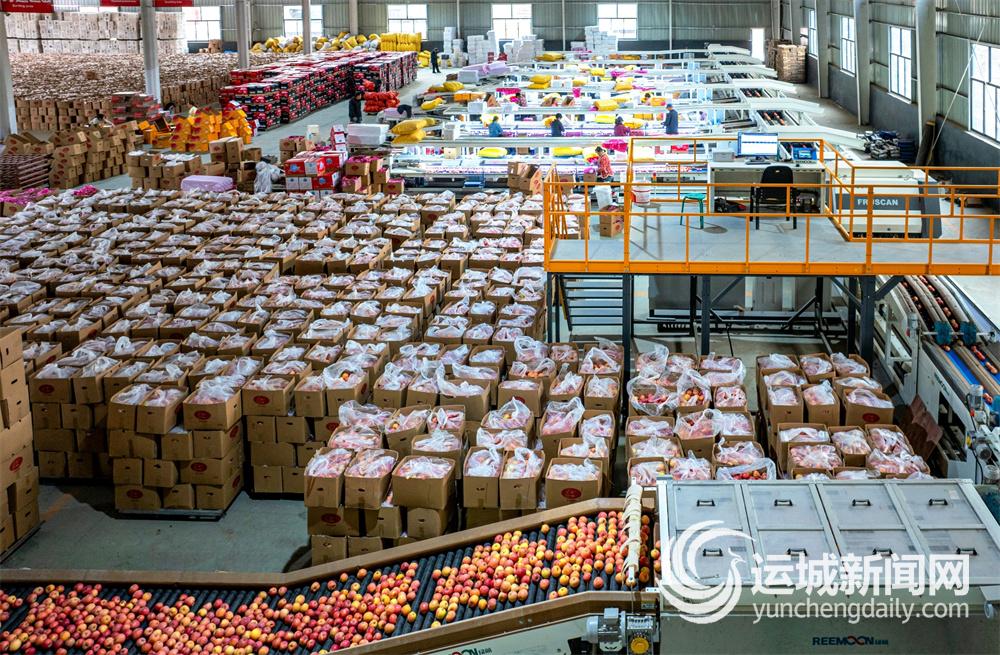 万荣“红果果”市场“香饽饽”(图1)
