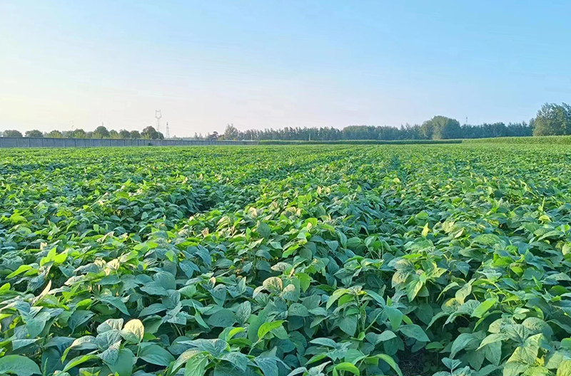 安博体育：从一粒种子到一片稻田宿州埇桥“拔节”生长(图2)