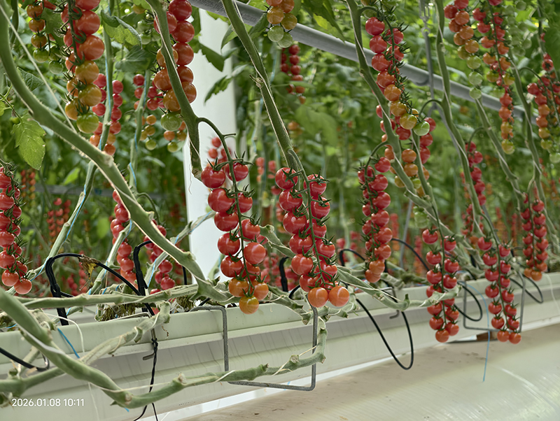 安博体育：从一粒种子到一片稻田宿州埇桥“拔节”生长(图4)