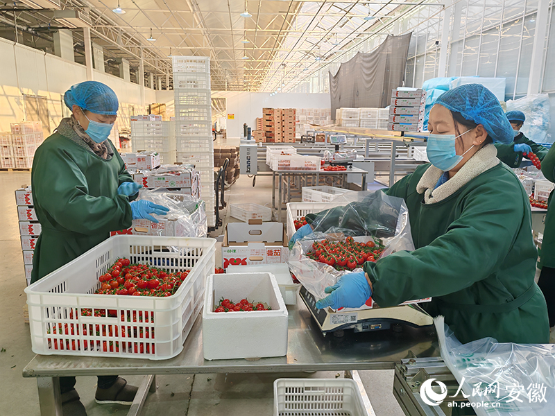 安博体育：从一粒种子到一片稻田宿州埇桥“拔节”生长(图3)