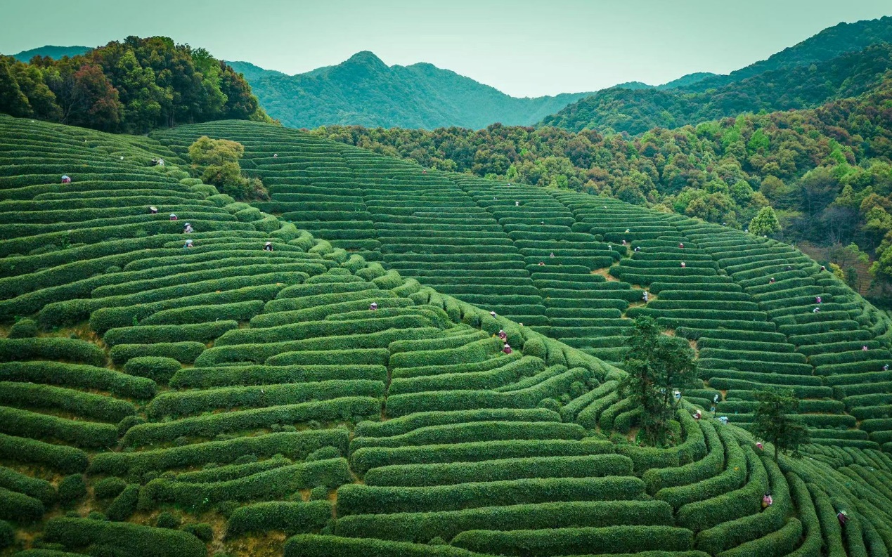 西湖龙井、金华火腿获批成立国家地理标志保护示范区(图2)