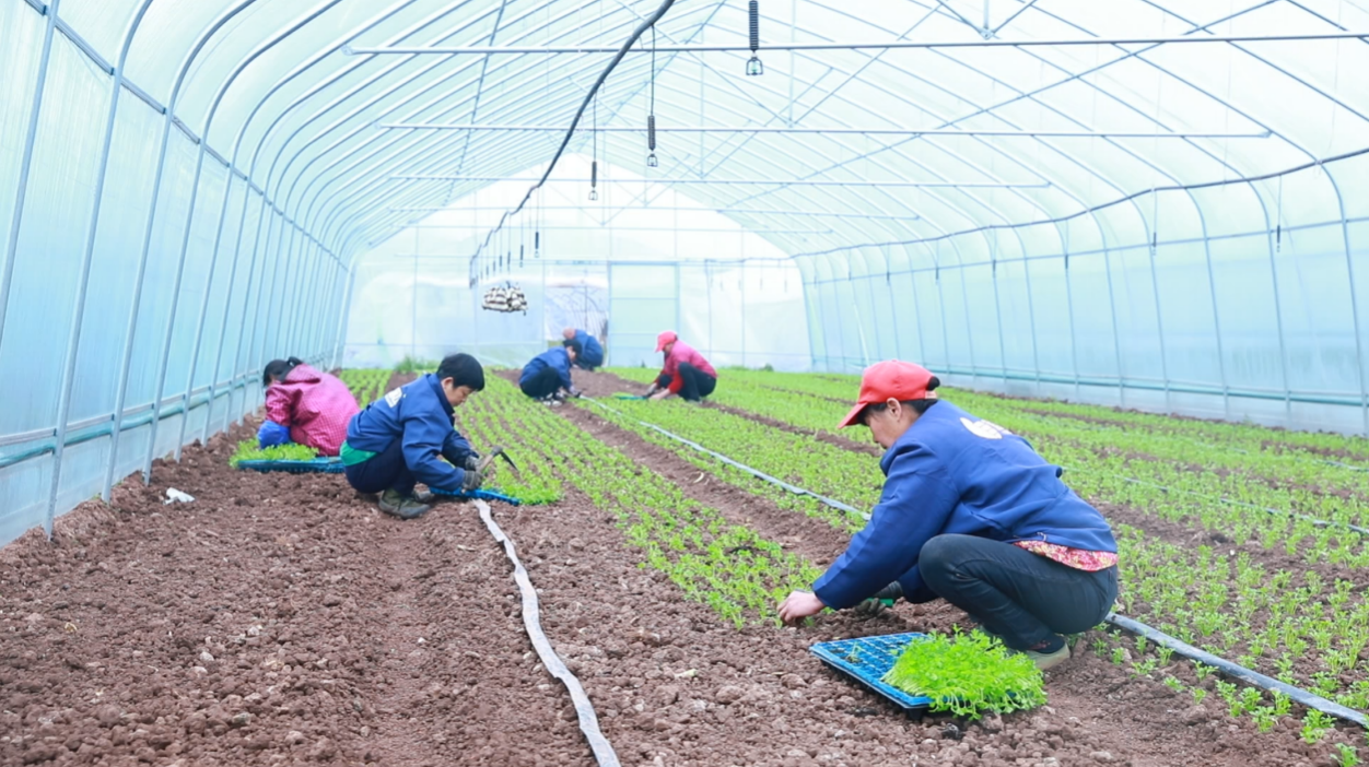 安博体育：衡阳市蒸湘区：指尖种田数据生金看智慧农业如何“耕”出未来(图4)