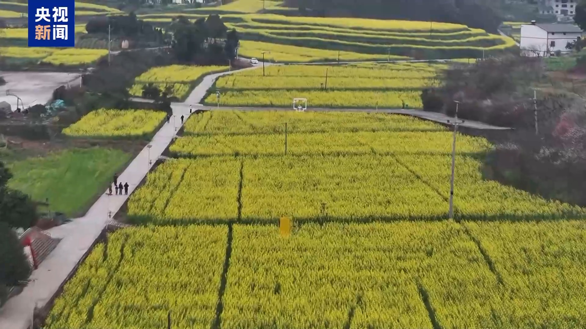 从赏花到增收花海变“产值”解锁春日浪漫(图4)