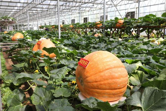 未来农业触手可及！二十七届中国（寿光）国际蔬菜科技博览会将于4月20日举办(图2)