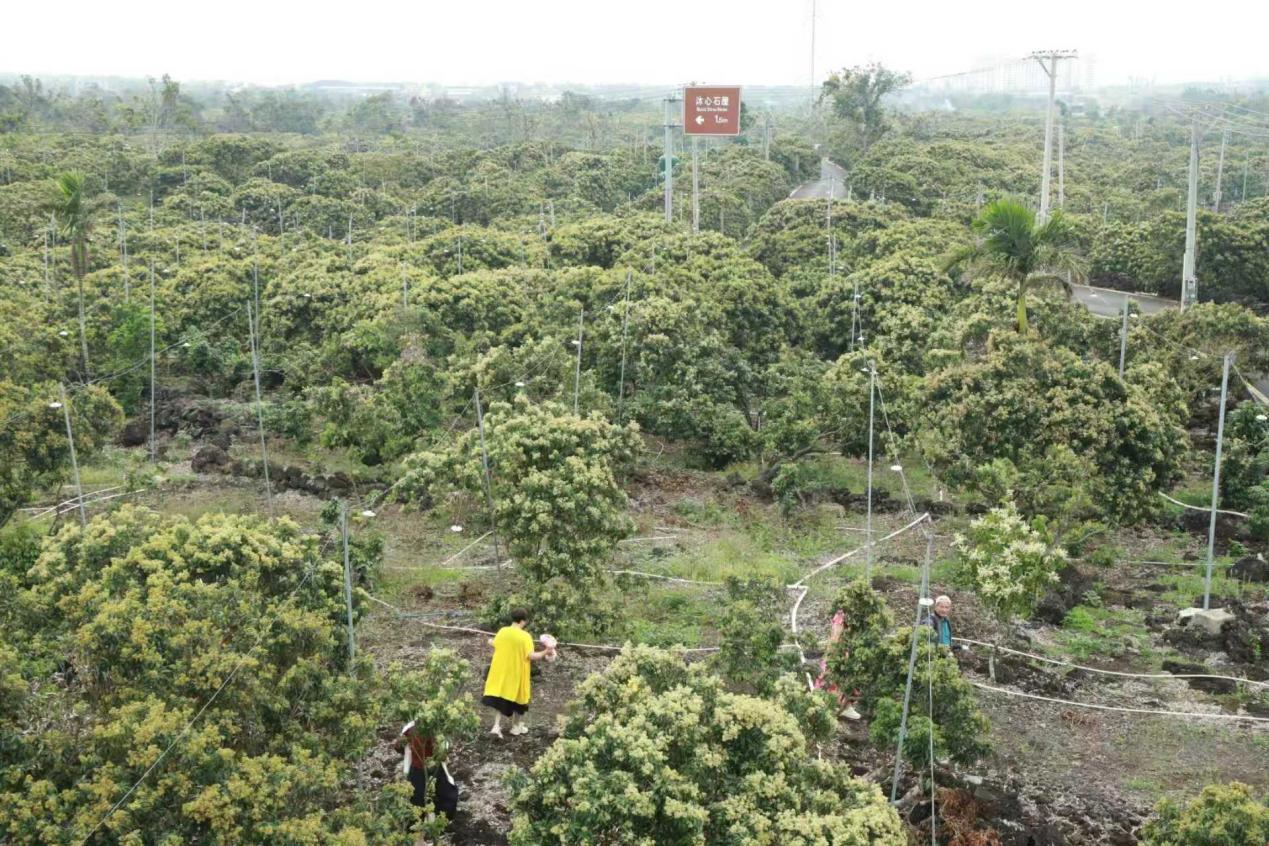 一块大屏管万亩果园！海口秀英区智慧农业点亮荔枝特色产业(图1)