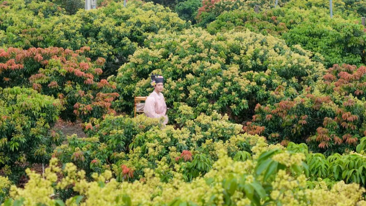 一块大屏管万亩果园！海口秀英区智慧农业点亮荔枝特色产业(图2)