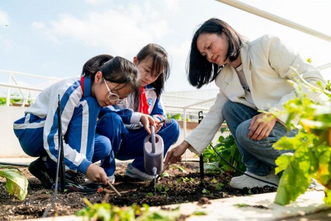 千㎡天台变“无界农场”深圳南山学子屋顶实现“种菜自由”(图2)