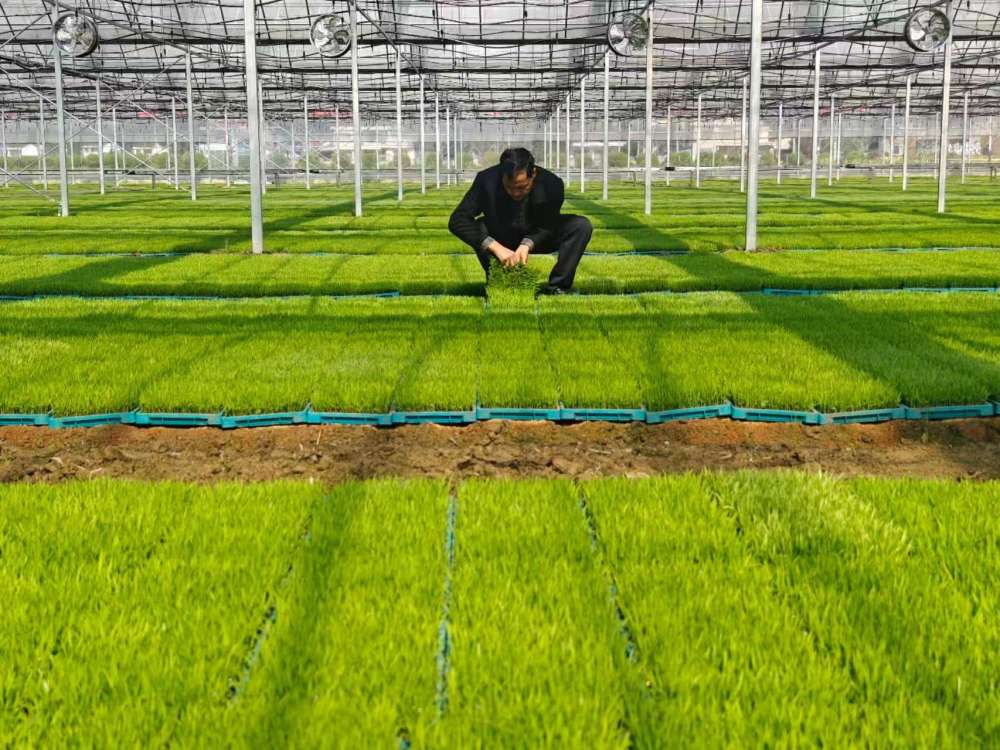 最生动的是田野上这一幅幅“科技春耕”图!(图5)