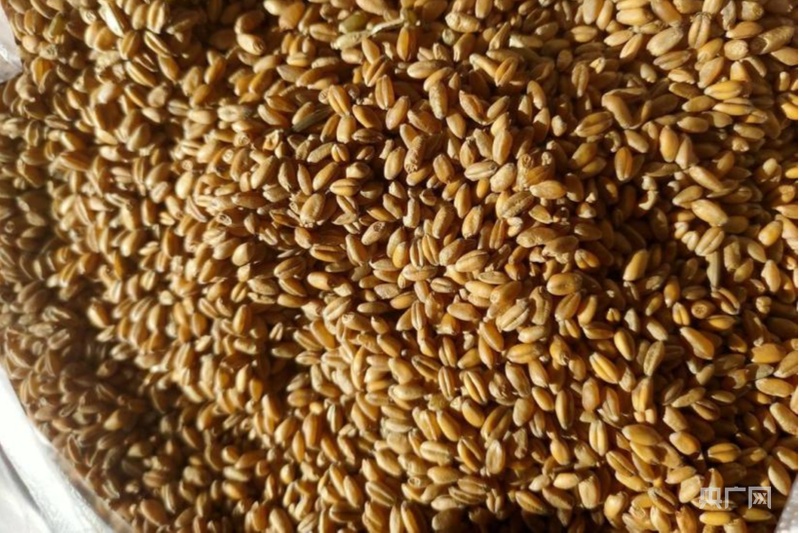 安博体育:万象“耕”新看2026年田野里的“新”变化(图4)