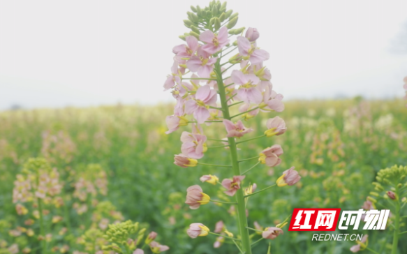 观潮的螃蟹湖南农产品如何跳出“价贱伤农”这类怪圈(图4)