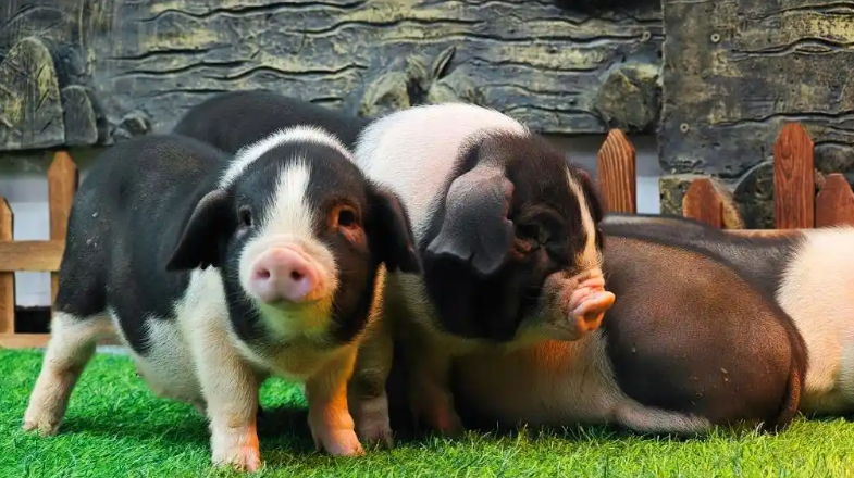 观潮的螃蟹湖南农产品如何跳出“价贱伤农”这类怪圈(图1)