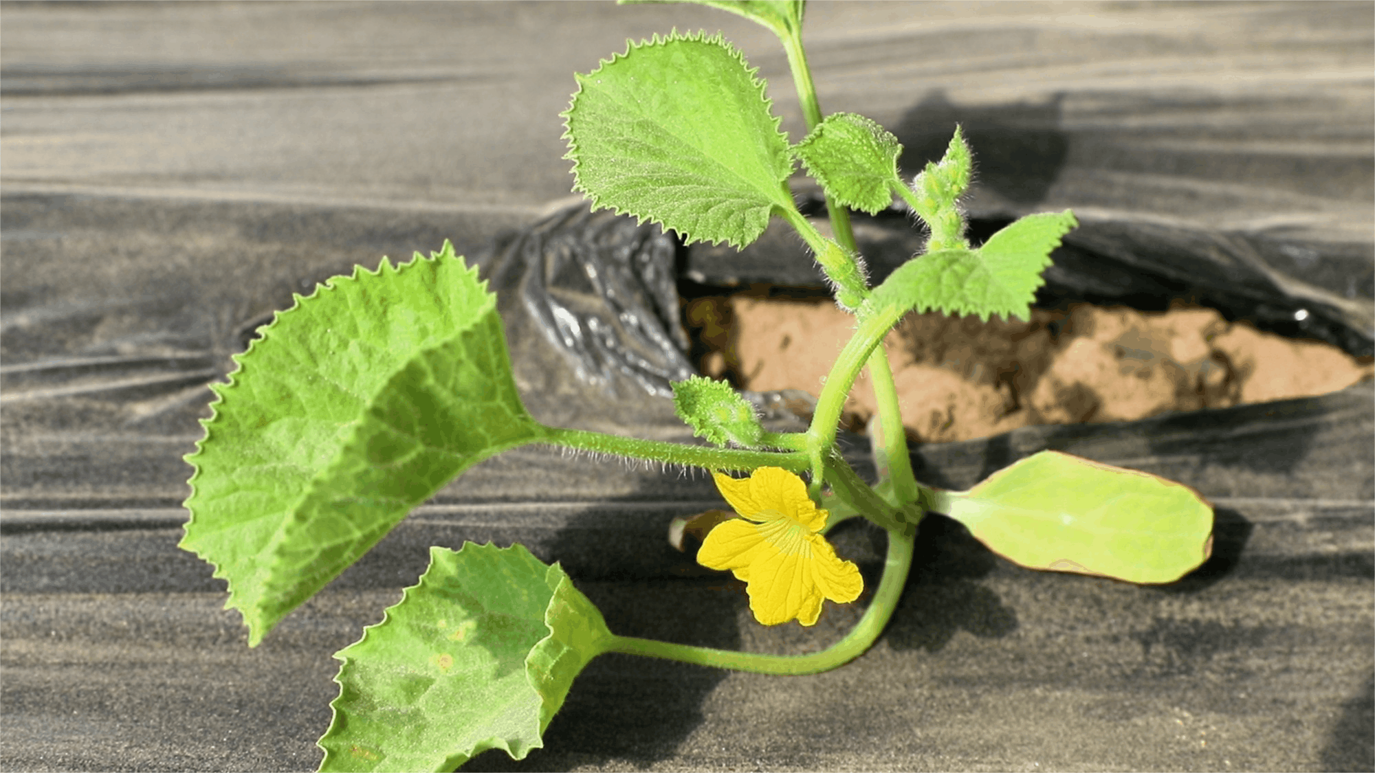 安博体育平台:高质量发展“新”速度丨科技赋能引领新疆农业的智慧跨越(图7)