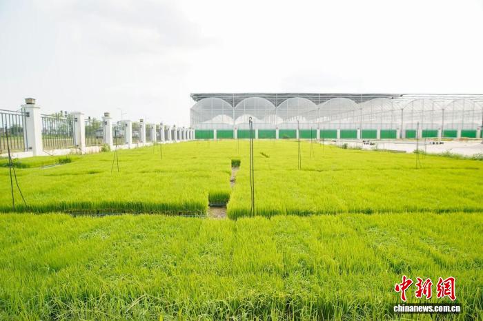 安博体育网站：“湾区之心”的农业“硬科技”助力稻米产出率提升(图1)