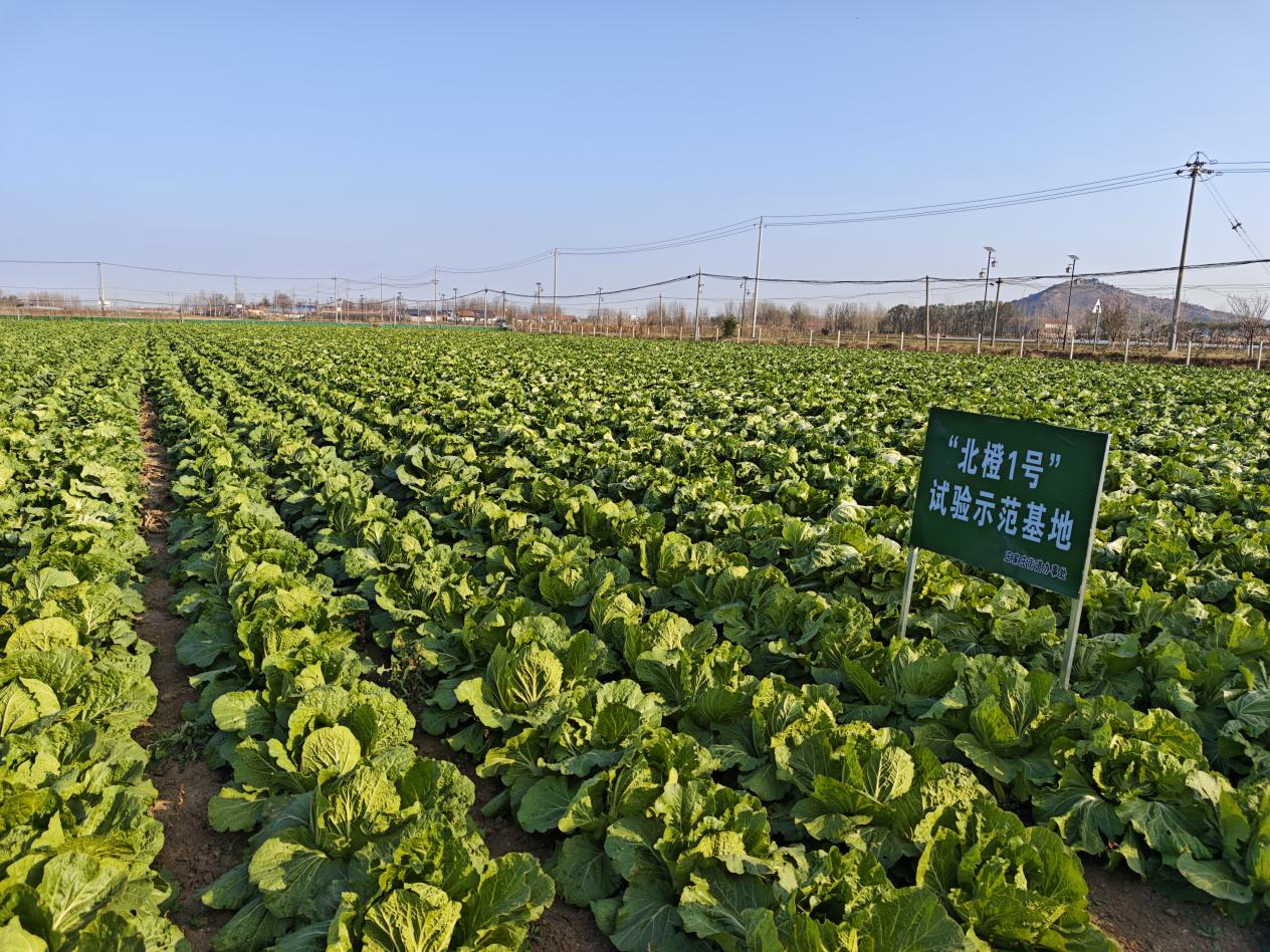 潍坊峡山：科创赋能现代农业高质量发展(图5)