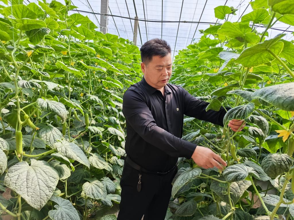 安博体育网站：山东潍坊：“智慧农业”点亮特色产业富民路(图1)