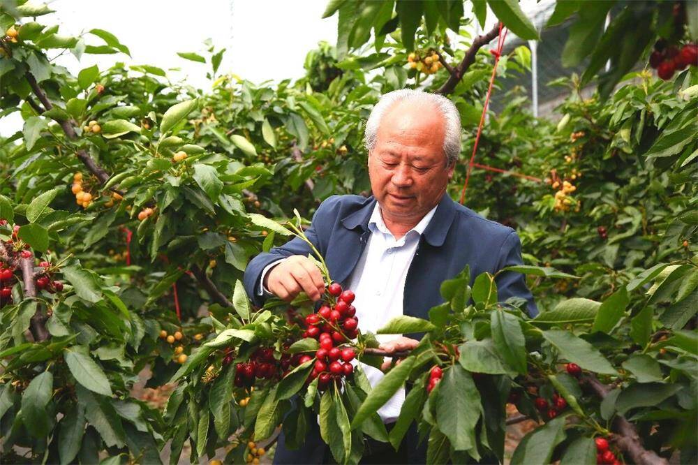 威海临港区大棚樱桃抢“鲜”上市智慧农业助农增收(图1)