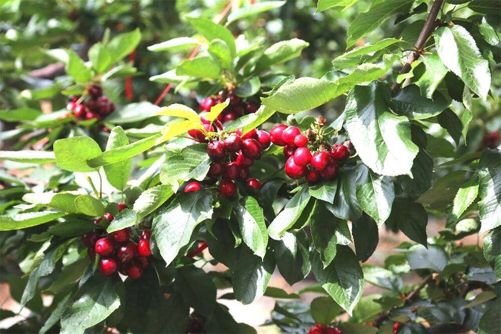 威海临港区大棚樱桃抢“鲜”上市智慧农业助农增收(图2)