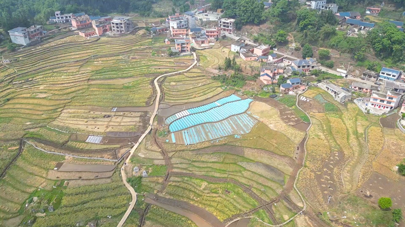盘州市新民镇：钵盘育秧提质增效智慧农业赋能梯田春耕(图1)