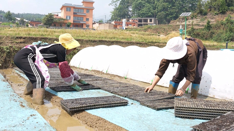 盘州市新民镇：钵盘育秧提质增效智慧农业赋能梯田春耕(图4)