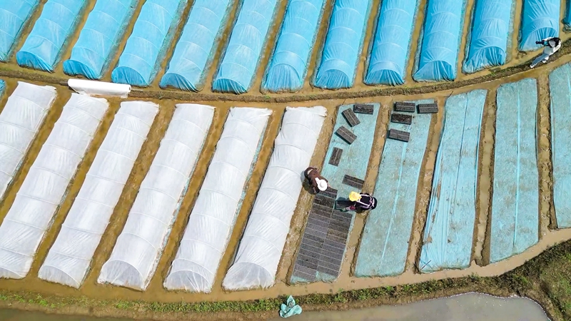 盘州市新民镇：钵盘育秧提质增效智慧农业赋能梯田春耕(图5)